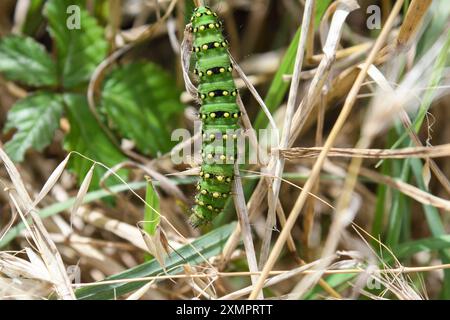 Primo piano del bruco della farfalla della pavonia di Saturna tra le erbe Foto Stock