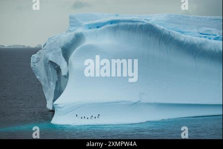 I pinguini in Antartide viaggiano sull'enorme colonia galleggiante di ghiaccio di Iceberg. Splendida natura paesaggio naturale di sfondo Foto Stock