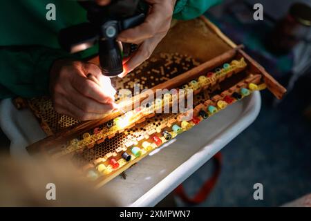 Un apicoltore seleziona larve di api per coltivare api regine in cellule di plastica regina. Larva di api, selezionata per coltivare api regine. Strumento per raccogliere larve da ho Foto Stock