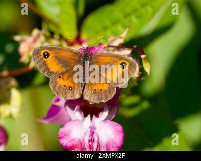 Gatekeeper Butterfly, Pyronia tithonus, single Butterfly on leaf, Warwickshire, luglio 2024 Foto Stock