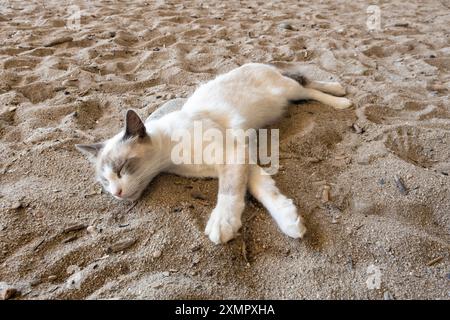 Sleeping Cat su Sandy Ground Foto Stock