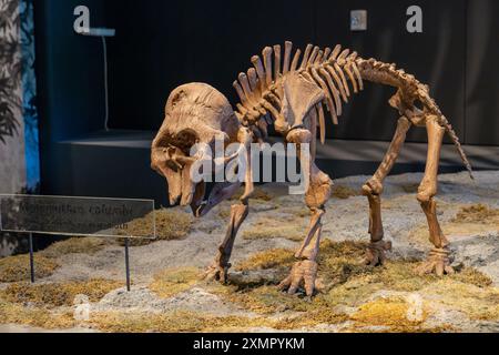 Scheletro di un piccolo mammut colombiano, Mammuthus columbi, nel Museo di storia naturale dello Utah, Salt Lake City, Utah. Foto Stock
