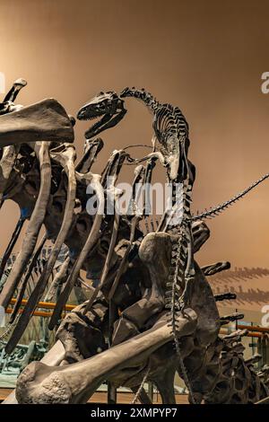 Diorama di giovani Allosaurus fragilis che attaccano un Barosaurus nel Museo di storia naturale dello Utah, Salt Lake City, Utah. Foto Stock