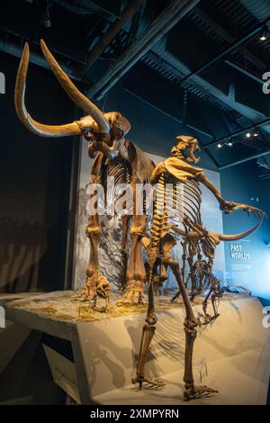 Scheletro di un orso dalla faccia corta, Arctodus simus, nel Museo di storia naturale dello Utah, Salt Lake City, Utah. Dietro c'è un mammut colombiano. Foto Stock