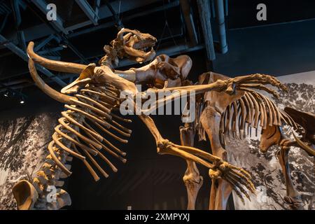 Scheletro di un orso dalla faccia corta, Arctodus simus, nel Museo di storia naturale dello Utah, Salt Lake City, Utah. Dietro c'è un mammut colombiano. Foto Stock