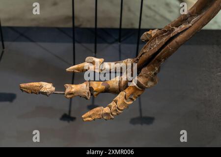 Ossa del piede di un ornitomide o di un dinosauro simile allo struzzo nel Museo di storia naturale dello Utah, Salt Lake City, Utah. Foto Stock