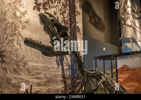 Scheletro di un giovane Allosaurus fragilis nel Museo di storia naturale dello Utah, Salt Lake City, Utah. Foto Stock