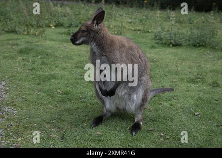 Un wallaby dal collo rosso al Thorp Perrow Arboretum Foto Stock