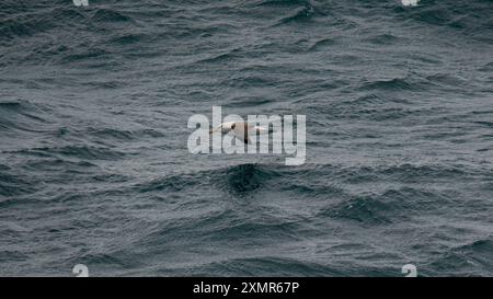 Uccello Albatross dell'Antartide in volo sull'oceano vicino alla vista degli uccelli acquatici dalla nave Foto Stock