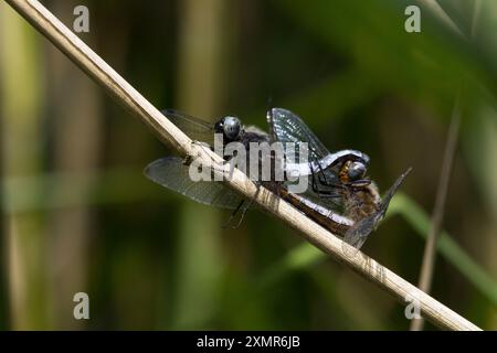 Spitzenfleck, Spitzenfleck-Libelle, Paarung, Paar, Pärchen, Kopulation, Kopula, Libellula fulva, scarso Chaser dragonfly, scarso libellula, scarso cha Foto Stock