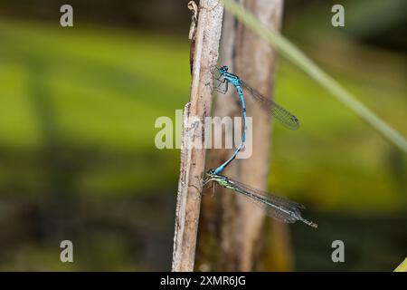 Hufeisen-Azurjungfer, Kopulation, Kopula, Paarung, Männchen und Weibchen, Hufeisenazurjungfer, Azurjungfer, Coenagrion puella, Azure Damselfly, Pairin Foto Stock