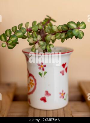 Portulacaria afra tricolore giada arcobaleno variegata tri di colore con densa stuoia di creme morbide, verdi e rossi piante succulente in una pentola di ceramica. Selezionare Foto Stock