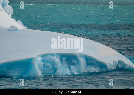 I pinguini cavalcano Iceberg in Antartide. Splendida Wildlife Nature Colony, vibrante ghiaccio di alta qualità che galleggia sui mari turchesi cambiamento climatico delle acque blu Foto Stock