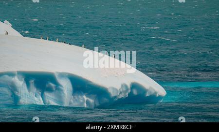 I pinguini cavalcano Iceberg in Antartide. Primo piano Wildlife Nature Colony, vibrante ghiaccio galleggiante di alta qualità sui mari turchesi, cambiamento climatico delle acque blu Foto Stock