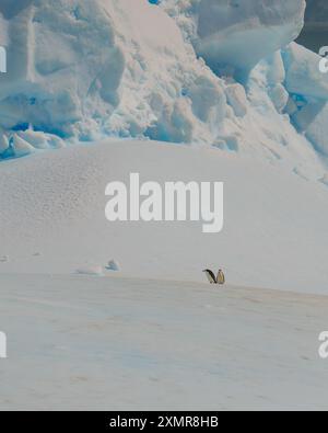 I pinguini cavalcano Iceberg in Antartide. Chinstraps Close Up Wildlife Nature Colony coppia di alta qualità sulla neve e il ghiaccio da solo amano gli adorabili animali carini. Foto Stock