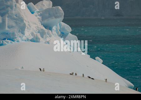 Giro dei pinguini Chinstrap su Iceberg in Antartide. Primo piano Wildlife Nature Colony vibrante ghiaccio galleggiante sui mari turchesi cambiamento climatico delle acque blu Foto Stock