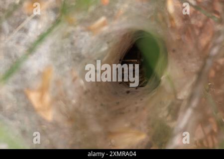 Ragno a rete a imbuto Agelena nascosto in fondo al buco della ragnatela, Alcoy, Spagna Foto Stock