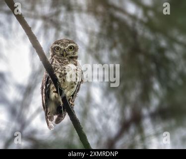 Un gufo macchiato che guarda in basso da un albero Foto Stock