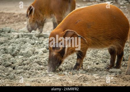 Una vista profilo del maiale rosso del fiume, noto anche come maiale cespuglio, un maiale selvatico che annusa il terreno Foto Stock