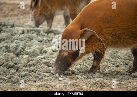 Una vista profilo del maiale rosso del fiume, noto anche come maiale cespuglio, un maiale selvatico che annusa il terreno Foto Stock