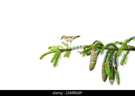 Primo piano di una Chiffchaff, Phylloscopus collybita, che si erge su un ramo orizzontale di abete rosso con coni di semi appesi nel suo habitat naturale con un fagiolo Foto Stock