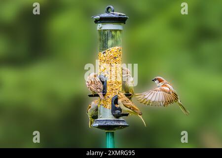 Mangiatoia con semi visitati da un gruppo di passeri della casa, Passer domesticus e un passero della casa che vola con le ali sparse per atterrare sull'alveo Foto Stock