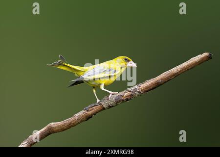 Primo piano di un Greenfinch giallo, Chloris chloris, che mostra un comportamento di accoppiamento con coda rialzata e ali mezzo rialzate e occhi luminosi sul ramo morto Foto Stock