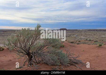 Sagebrush tra praterie aperte, mesa di deserto dipinto alla luce della sera sotto il cielo moody Foto Stock