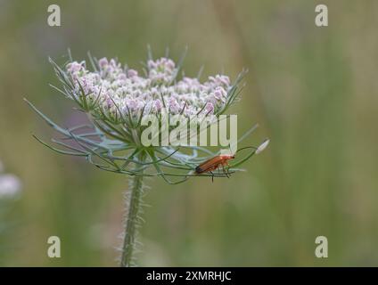 Uno shot di coleottero da soldato (Rhagonycha fulva) che si nutre di un fiore selvatico, la bellissima carota selvatica ( Daucus carota) Suffolk, Regno Unito. Foto Stock