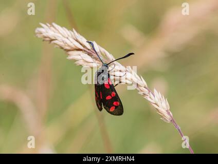 Una falena Burnet colorata a sei punti ( Zygaena filipendulae ) che si trattiene di macchie rosse e di una testa di semi d'erba . Suffolk, Regno Unito. Foto Stock