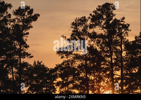 Foresta di pini a foglia lunga (Pinus palustris) al tramonto, North Carolina, Stati Uniti Foto Stock