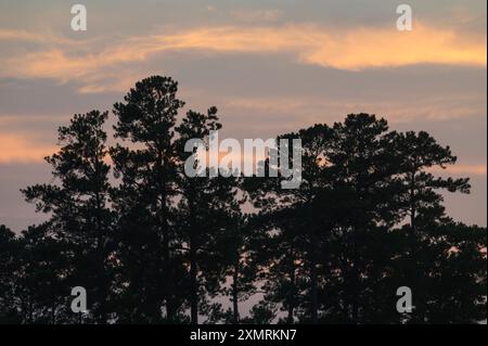 Foresta di pini a foglia lunga (Pinus palustris) al tramonto, North Carolina, Stati Uniti Foto Stock