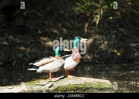 Due anatre domestiche maschili che frequentano un tronco nel Root River Racine, WISCONSIN Foto Stock