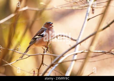 Uccello Chaffinch comune seduto su un ramo e cantare ( Fringilla coelebs ) Foto Stock