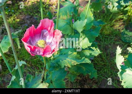 Poppy Flower of the Papaver. Somniferum Giganteum o varietà “Giant Poppy” in un campo Foto Stock