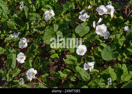 Le siepi sono piatte sul terreno con dei bellissimi fiori bianchi Foto Stock