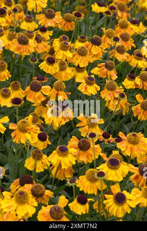 Rudbeckia fulgida "Goldsturm" Black Eyed Susan Foto Stock