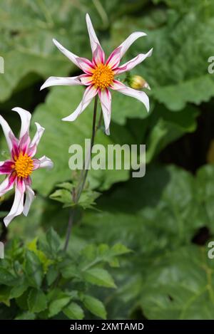 Dahlia, Honka fragile, a forma di stella rosa e bianca. Foto Stock