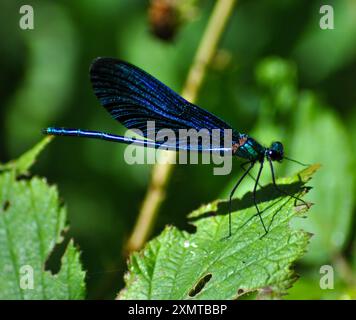 Vari insetti, api, farfalle, Dragonfly Foto Stock