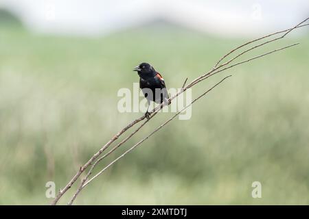 Vista frontale di un uccello nero rosso seduto su un ramo d'albero, isolato su uno sfondo verde sfocato. Foto Stock