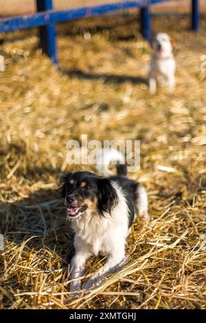 Due cani randagi che si godono una giornata di sole in una fattoria nella campagna di Siviglia, Spagna. I cani sono sdraiati sul fieno, sembrano contenti e rilassati. Foto Stock