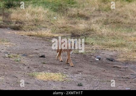 Tanzania, Africa Foto Stock