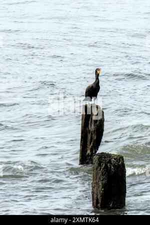 cormorano seduto su un tronco di palo di chiatta nel fiume est di new york Foto Stock