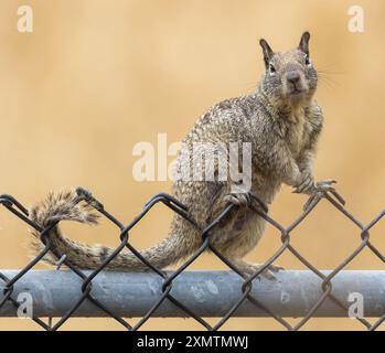 California Ground Squirrel sul recinto a catena a Sunnyvale, California. Foto Stock