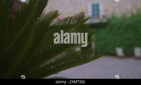 Cycas revoluta parte in un cortile di una casa tradizionale di maiorca con pareti ricoperte di edera e sfondo sfocato. Foto Stock