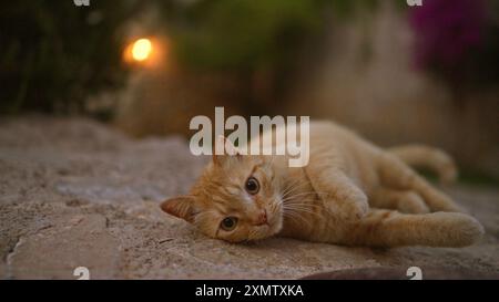 Gatto adagiato su un sentiero in pietra all'aperto durante il tramonto con un giardino sfocato sullo sfondo. Foto Stock