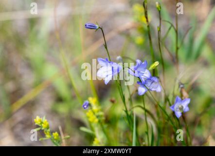 I delicati fiori di campanello comune (Campanula rotundifolia) mostrano i loro vibranti petali blu in mezzo a lussureggianti fogliame verde nel terreno selvaggio del Colorado. Foto Stock