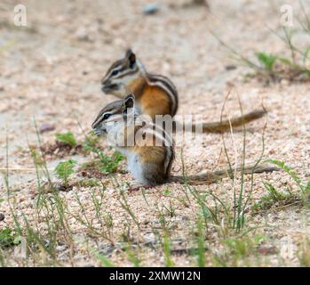 Due pezzetti minori (Neotamias Minimus) si stanno attivamente foraggiando sul terreno sabbioso del Colorado. Foto Stock