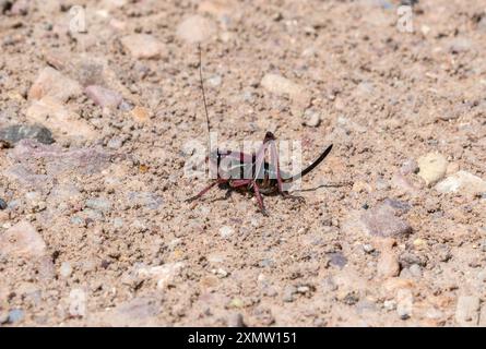 In Colorado; un cricket mormone (Anabrus simplex) può essere visto muoversi attraverso il suolo secco; roccioso; mostrando il suo colore distintivo e le sue lunghe antenne. Foto Stock