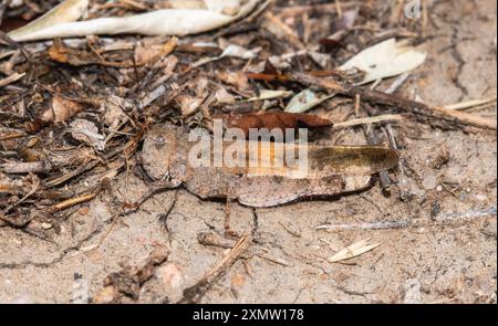 Una cavalletta di sabbia a chiazze (Spharagemon collare) riposa tranquillamente sul terreno, mescolandosi perfettamente con l'ambiente circostante. Foto Stock